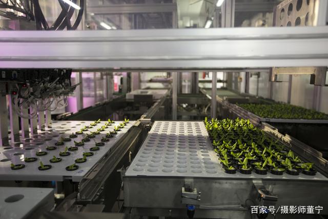 探访神奇的植物工厂 全球最大计算机系统集成的绿色革命